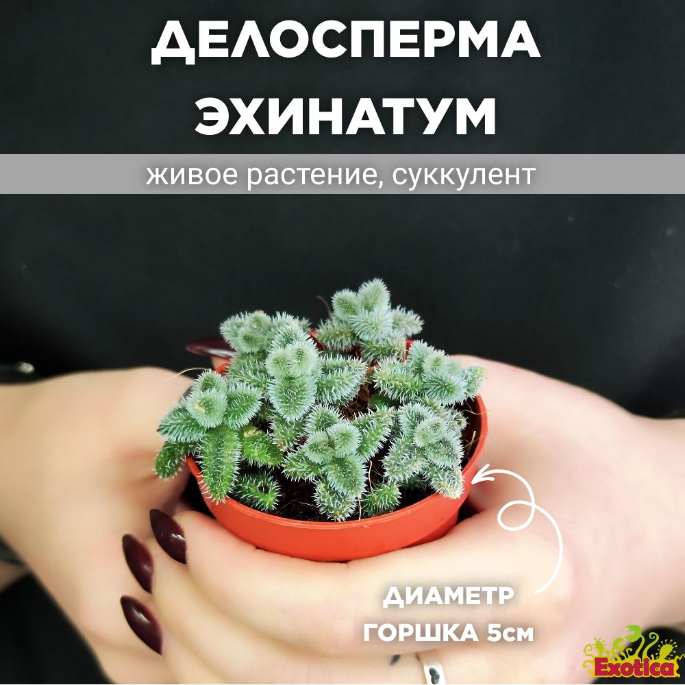 Делосперма Эхинатум (Delosperma Echinatum) D5см