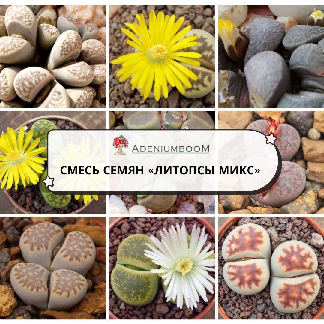 Разнообразные комнатные, Декоративные разные AdeniumBOOM DRRAST-26_Lithops  Mix - купить по выгодным ценам в интернет-магазине OZON (1345040636)