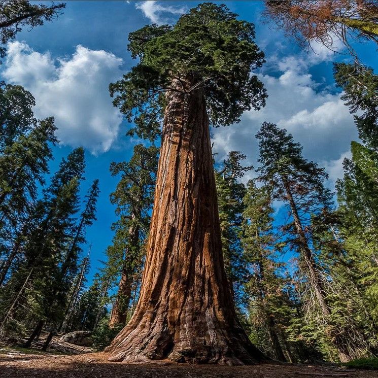 СеквойядендронГигантский(Sequoiadendrongiganteum)Семена20шт.