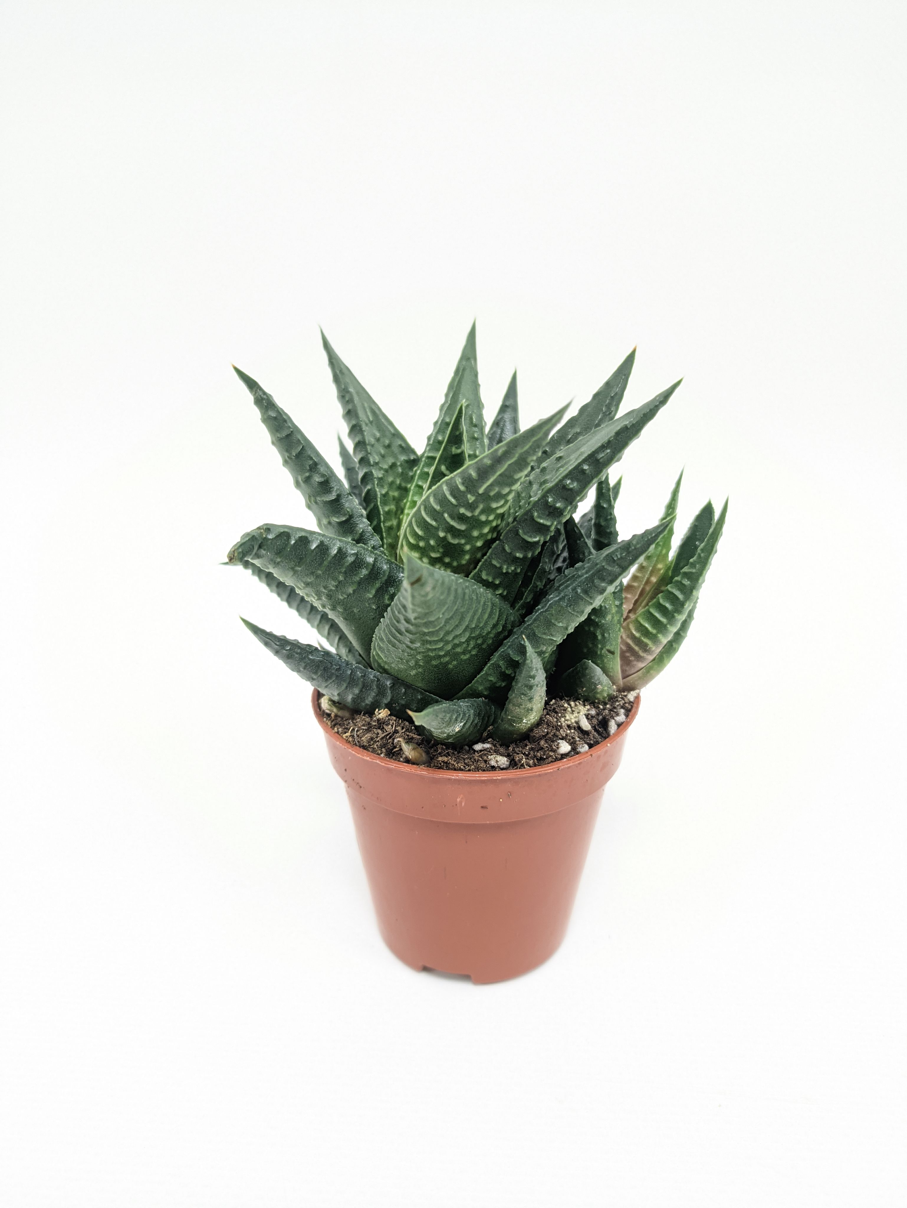 Хавортия Лимифолия / Haworthia Limifolia / диаметр горшка 5см, высота растения 8-12см