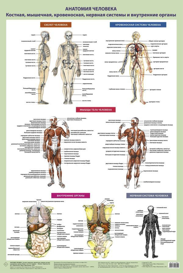 Анатомия человека. Костная, мышечная, кровеносная системы и внутренние органы (в тубусе) | Самусев Рудольф #1