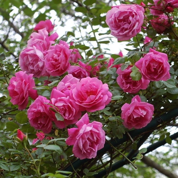 Роза 6149203549.jpg