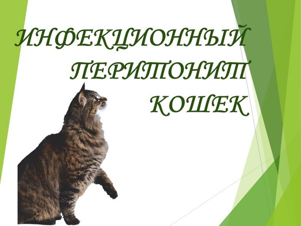 Фип у кошек