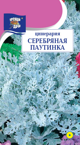 Цинерарии Урожай удачи Цинерария Yom Shop One_СЕРЕБРЯНАЯ - купить по ...