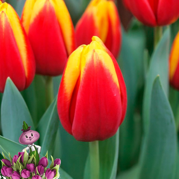 Андре ситроен тюльпан фото Луковицы Тюльпан Chipollino flowers купить по выгодной цене в интернет-магазине 