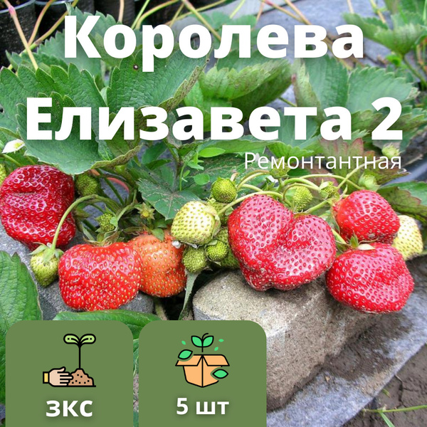 Рассада ремонтантной Клубники "Королева Елизавета 2" 5шт - купить с ...