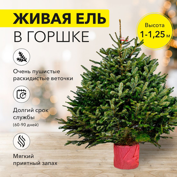 Норвежская елка в горшке 1 - 1.25 м - купить с доставкой по выгодным ...