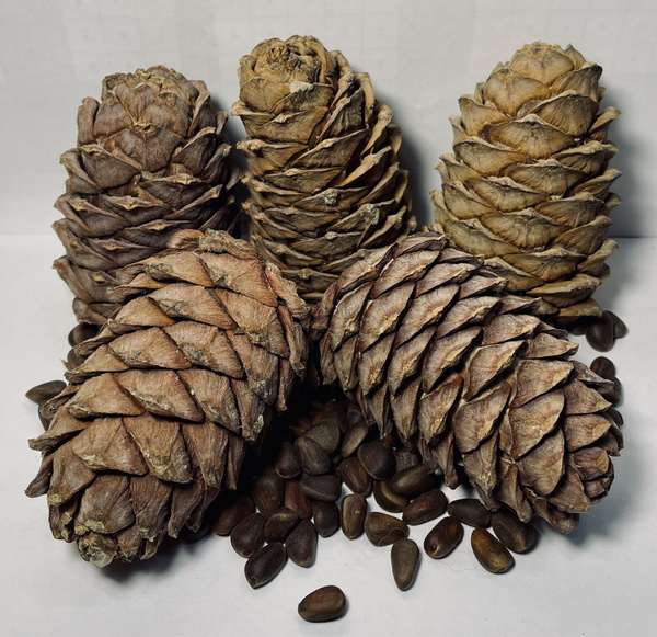 Шишка кедровая с орехами (70-100мм.) 5 шт., в вакуумной упаковке Горный ...