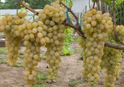 Виноград валентин описание сорта фото
