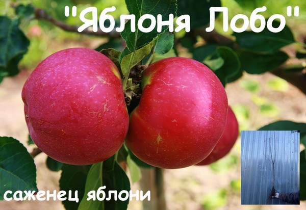 Яблоня Лобо - купить с доставкой по выгодным ценам в интернет-магазине ...