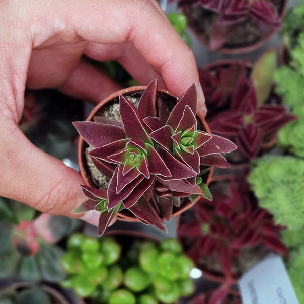 Характеристики Крассула Капителла Рубра (Crassula Capitella Rubra) D5см ...