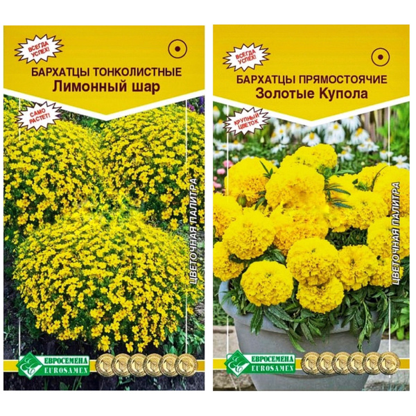 Бархатцы Евросемена Бархатцы - купить по выгодным ценам в интернет ...