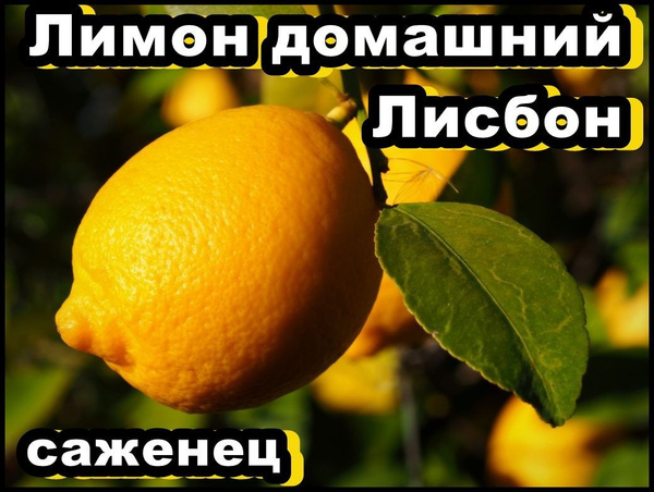 Клубни Лимон комнатный Gold Arboretum купить по выгодной цене в ...