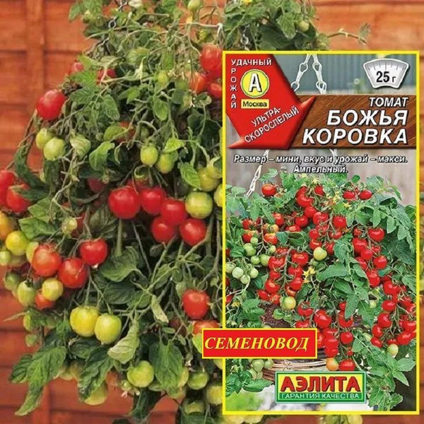 Томаты Аэлита Томат_семена_Томат Божья коровка - Ультраскороспелый ...