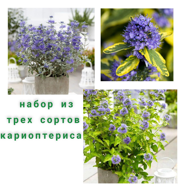 Кариоптерис.Набор 3сортов. купить на OZON по низкой цене (1175415307)