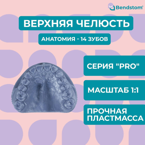 Верхняя челюсть в анатомию (14 зубов) / для отработки мануальных ...