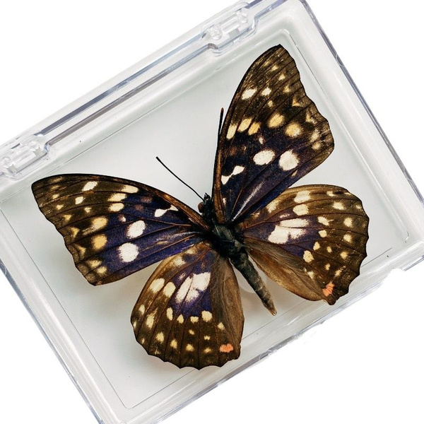 Настоящий образец бабочки в прозрачном боксе,26 - купить с доставкой по ...