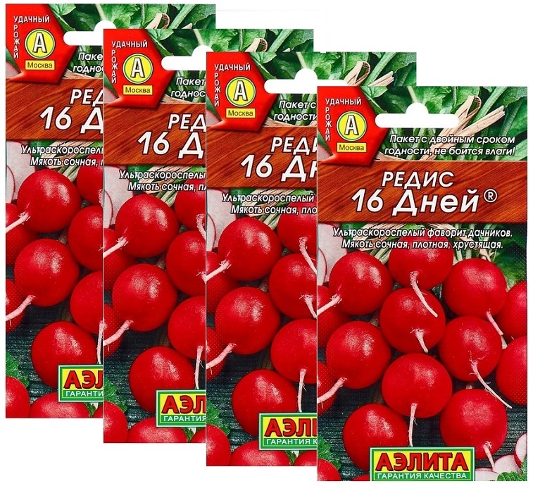 Редис 16 дней. Редис черри.