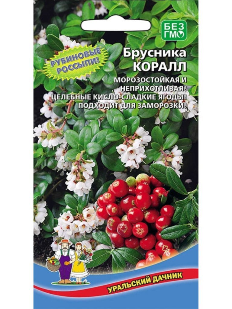 Брусника садовая коралл (koralle). Брусника (vaccinium vitis-idaea). Брусника обыкновенная «red pearl». Брусника крупноплодная коралл. Брусника обыкновенная koralle.
