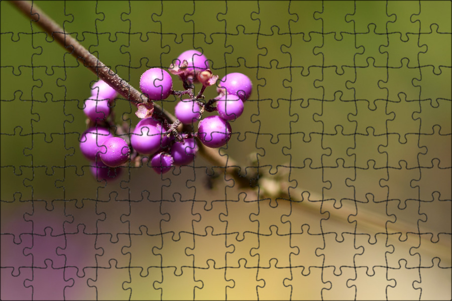 Purple berry