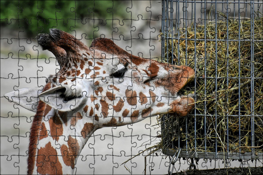 Жирафы едят траву. Жирафы дерутся. Жираф. Жираф. Лев охотится на жирафа.