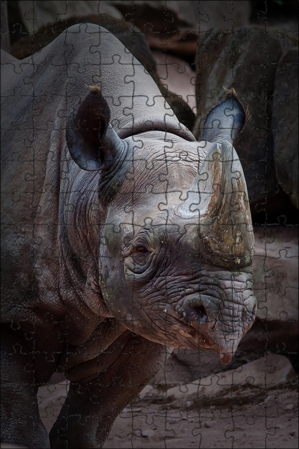 World Rhino Day - Pixdaus Baby rhino, Animals, Dangerous animals