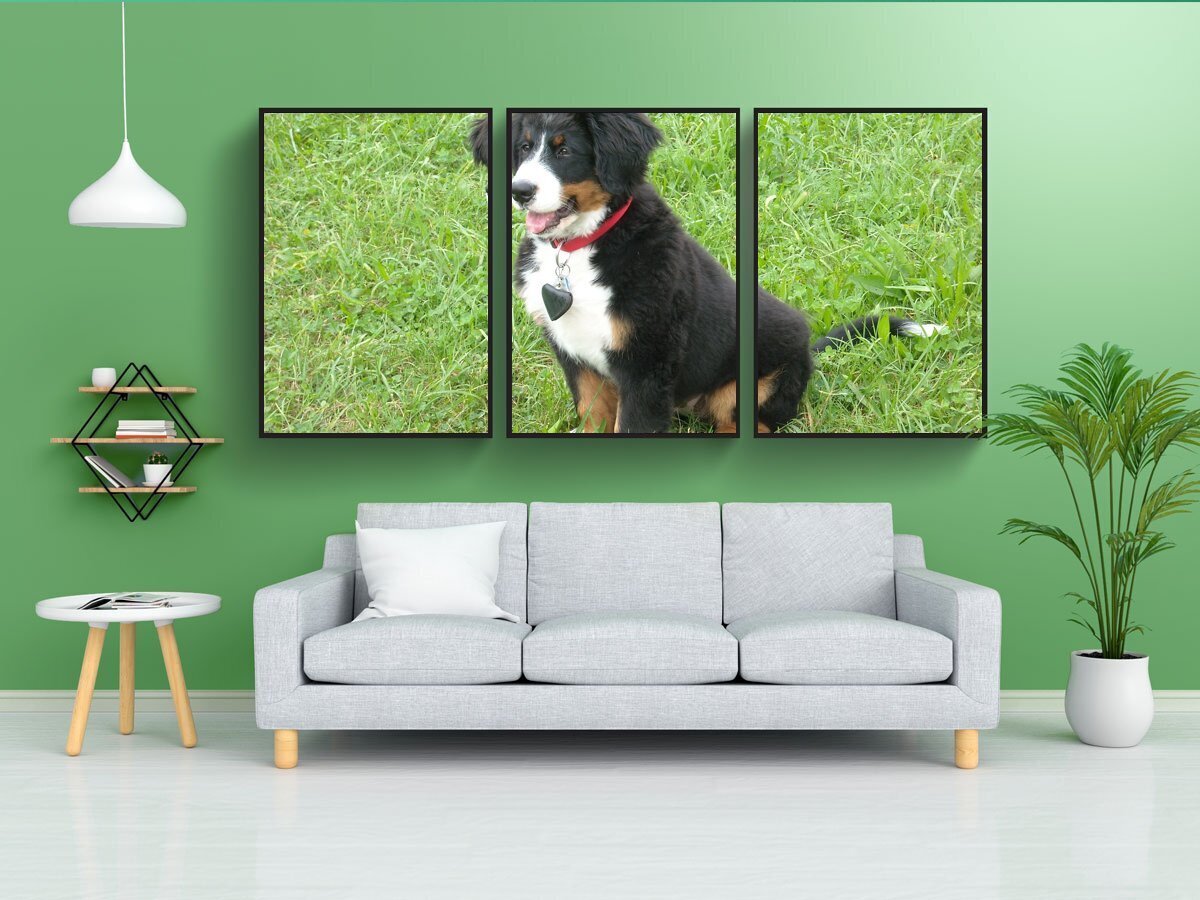 Постер собаки. Постеры с собаками. Мини постеры для собак. Постеры с собаками черно-белые.