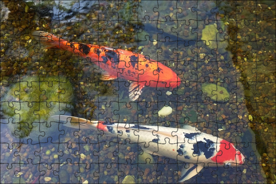 Koi fish, Koi, Koi painting