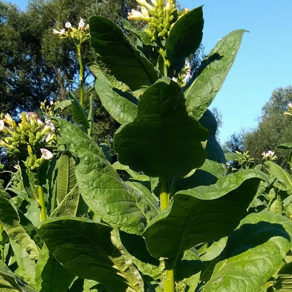 Сорт табака Nicotiana