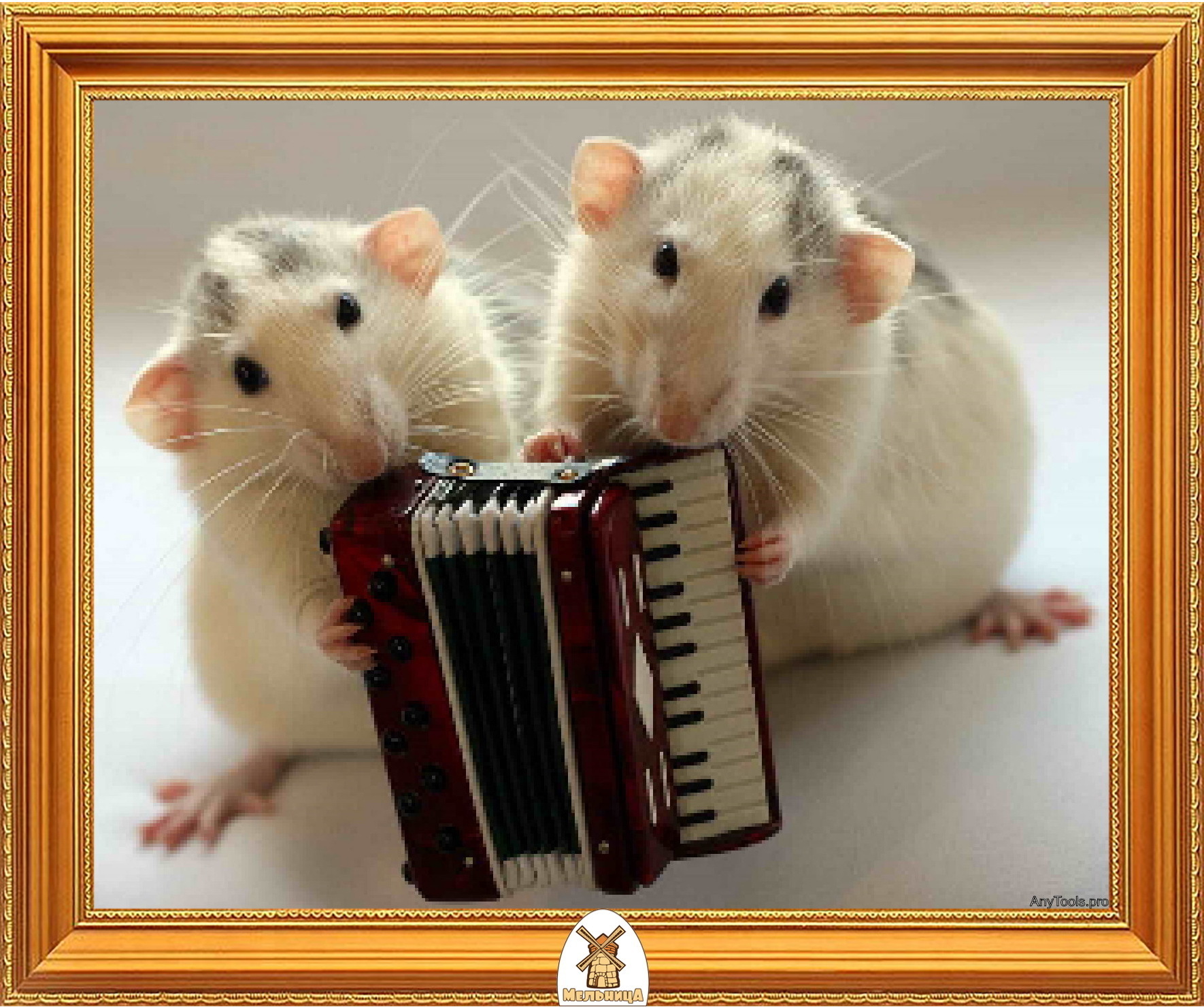 Пение животных. Эллен Ван Дилен. Крыски Эллен Ван Дилен. Эллен Ван Дилен крысы. Крысы с музыкальными инструментами.