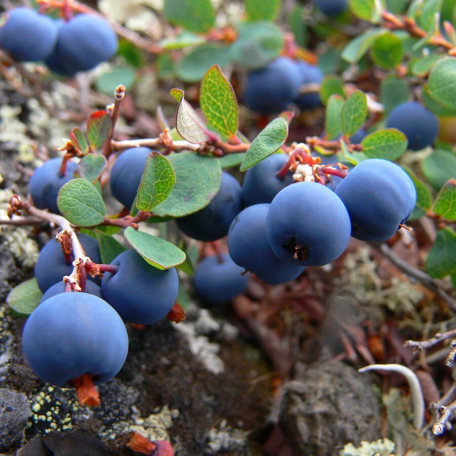 Какие ягоды в мае. Голубика обыкновенная гонобобель. Vaccinium uliginosum - голубика обыкновенная. Голубика Лесная гонобобель. Гонобобель и голубика.