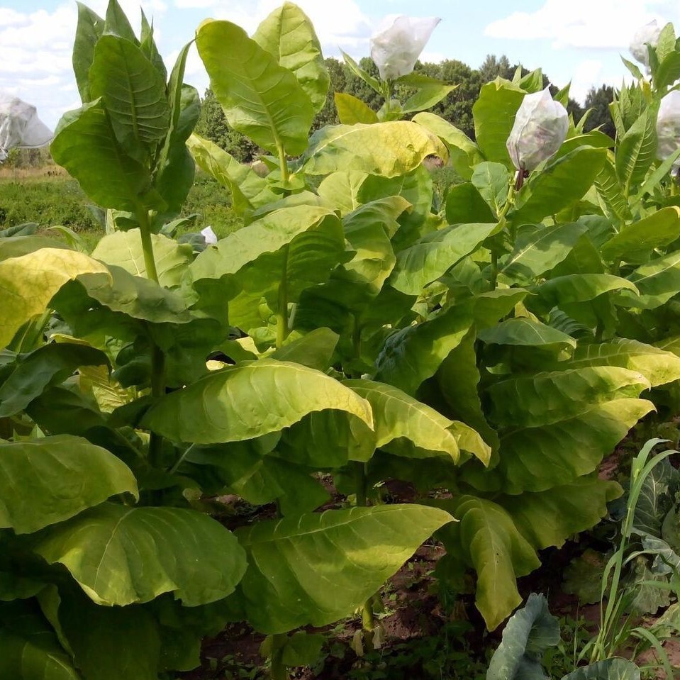 Сорт табака Nicotiana