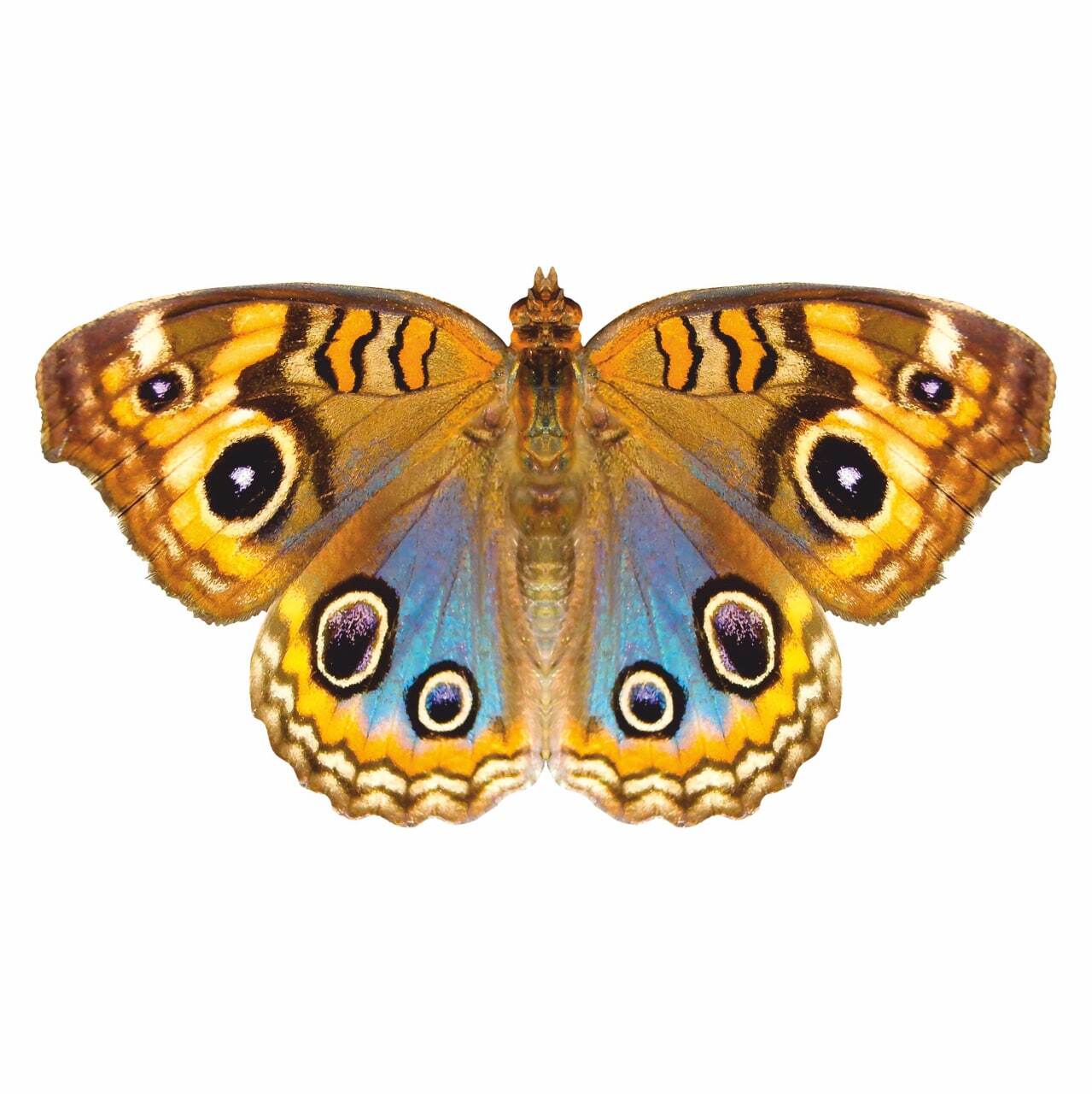 Бабочка Vindula Erota