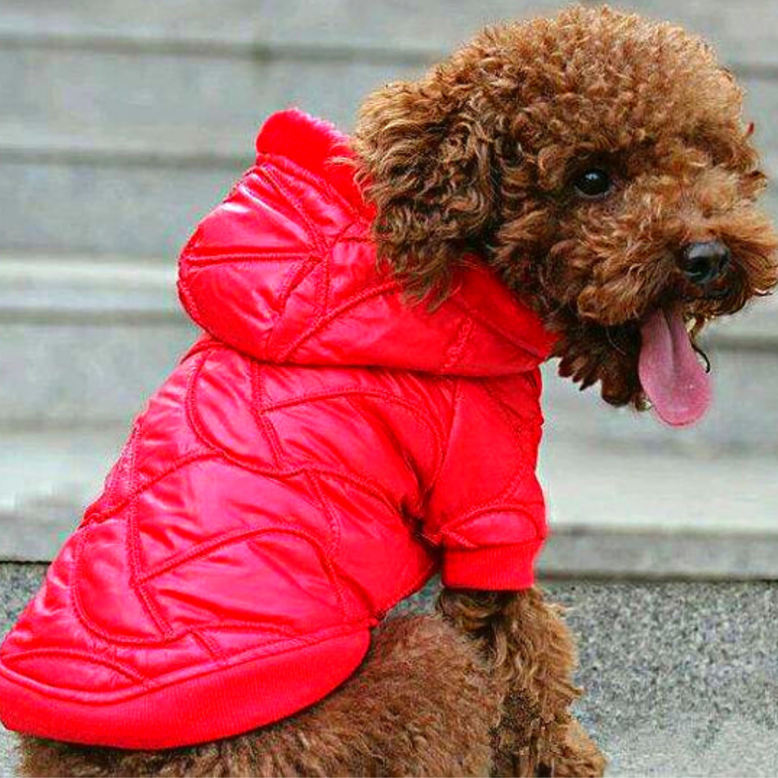 Куртки для собачек