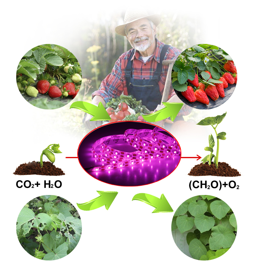 Где Можно В Москве Купить Фитоленту Оптом