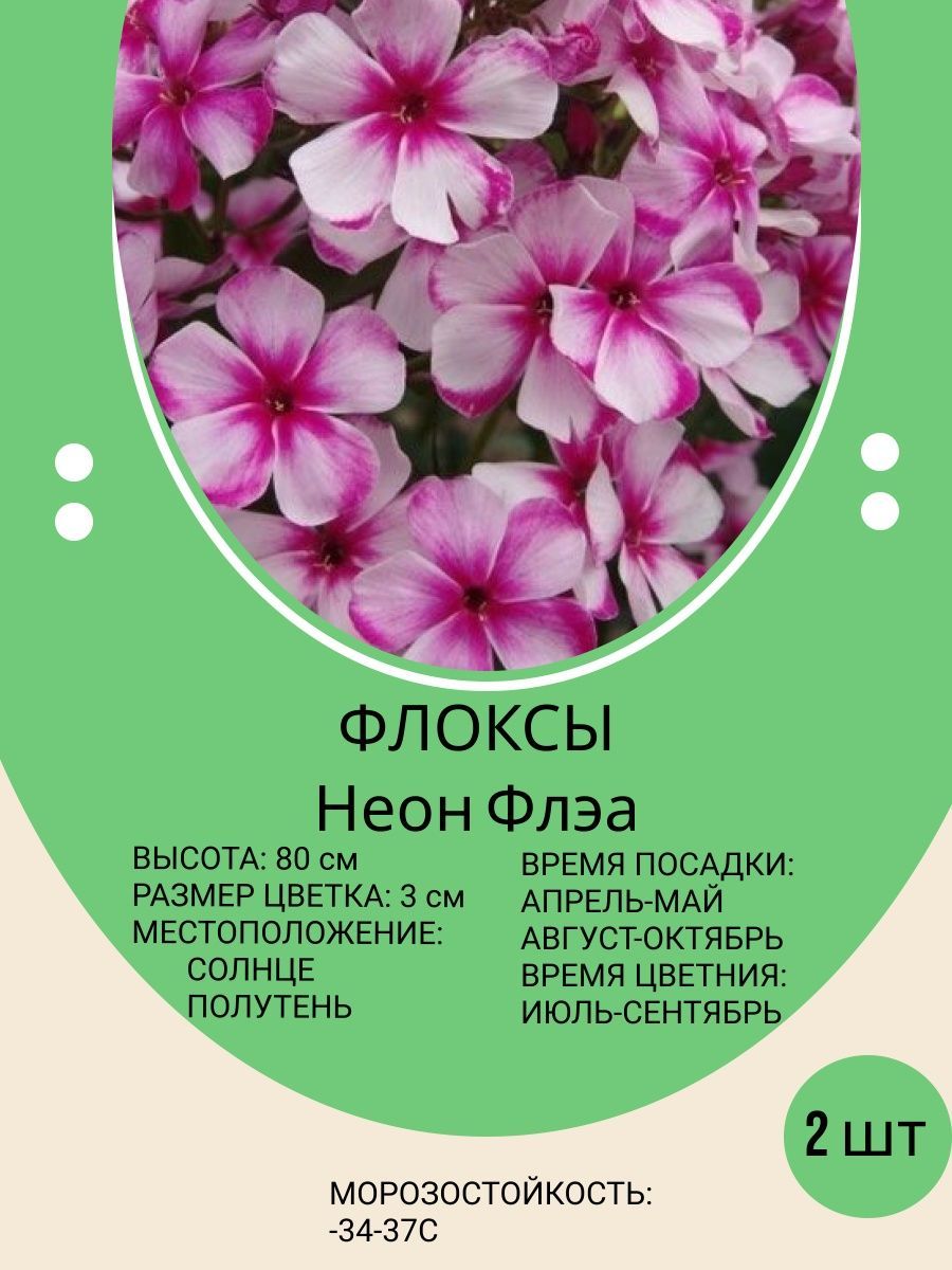 Флоксы характеристика