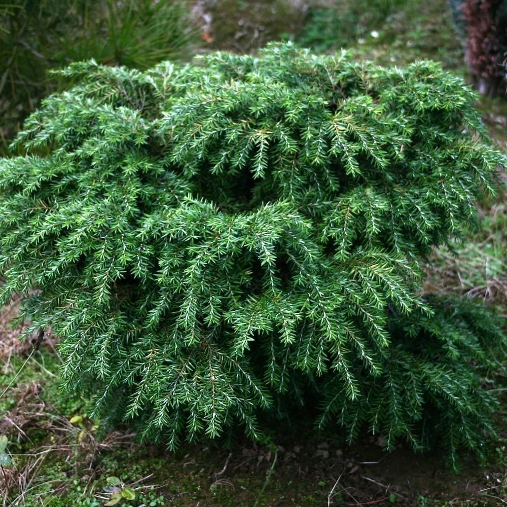 Tsuga canadensis 'Jeddeloh', Тсуга канадская