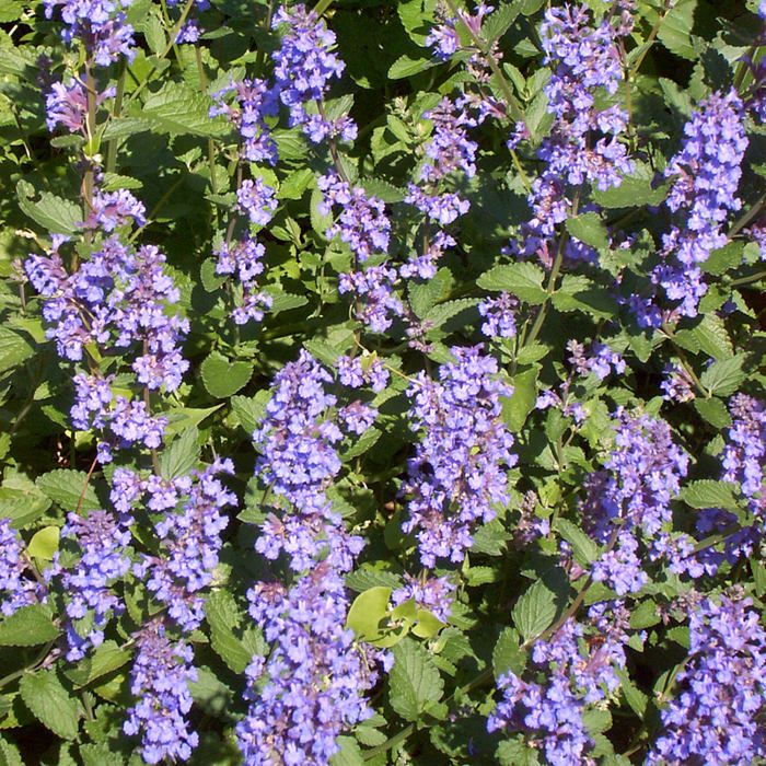 Котовник фассена six hills giant фото