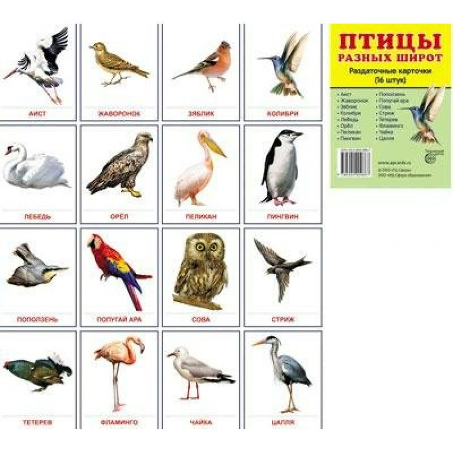 Птицы разных широт 16 раздаточных карточек