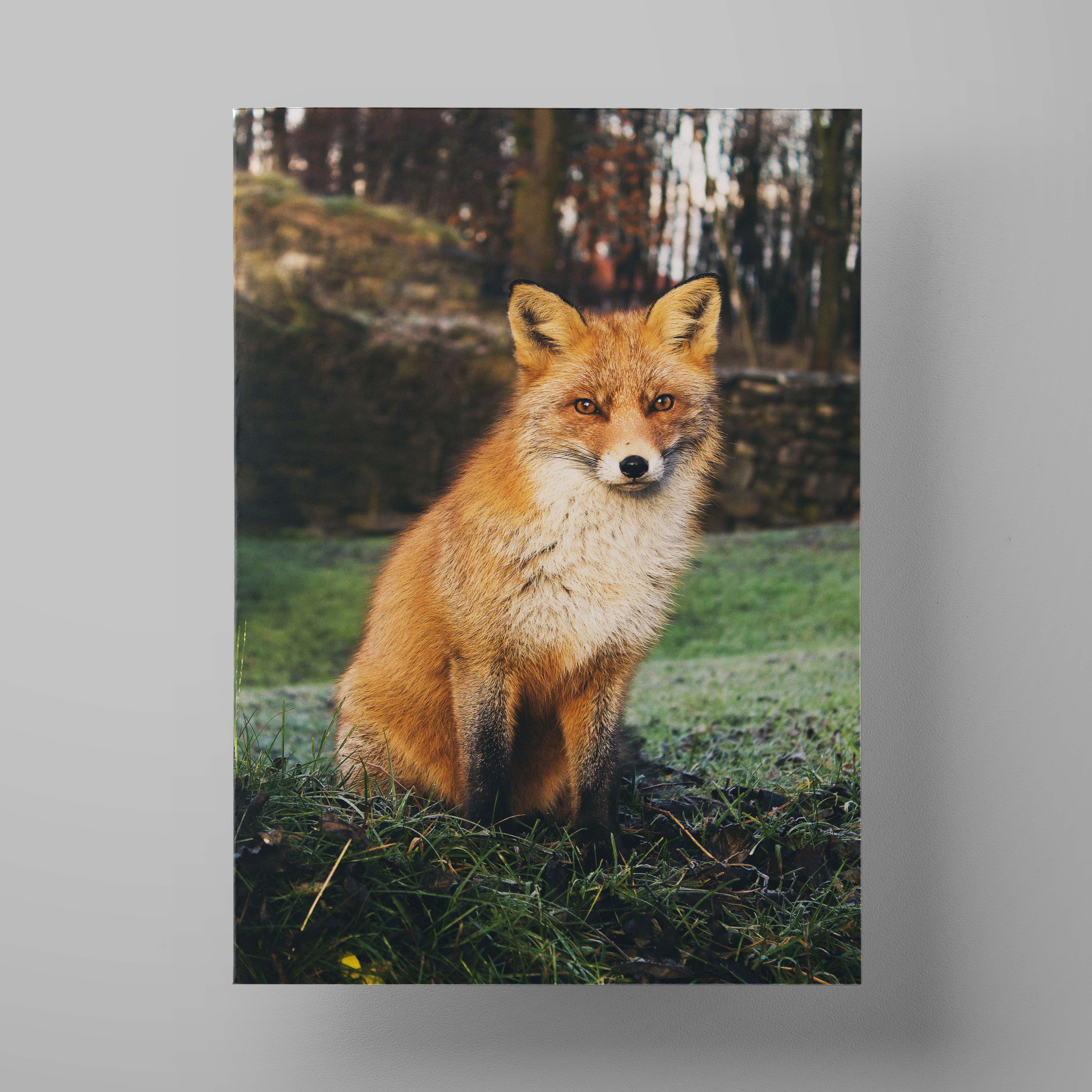 Постер Лисичка. Оранжевая лисица весной для фона. Лиса весной проект. Fox 50