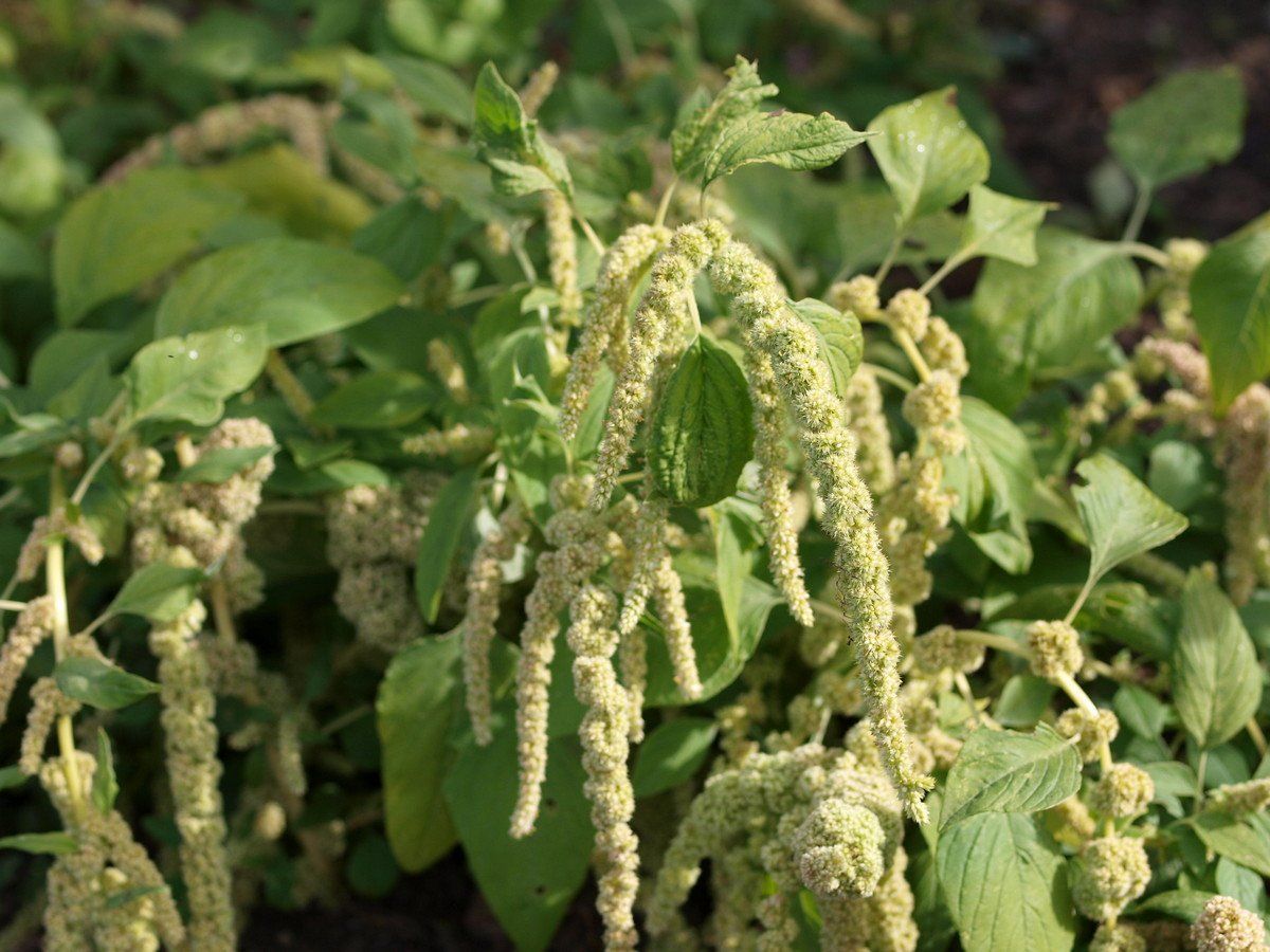 Амарант щирица белый. Амарант белый. Амарант хвостатый (amaranthus caudatus). Амарант цветок. Семена амаранта.