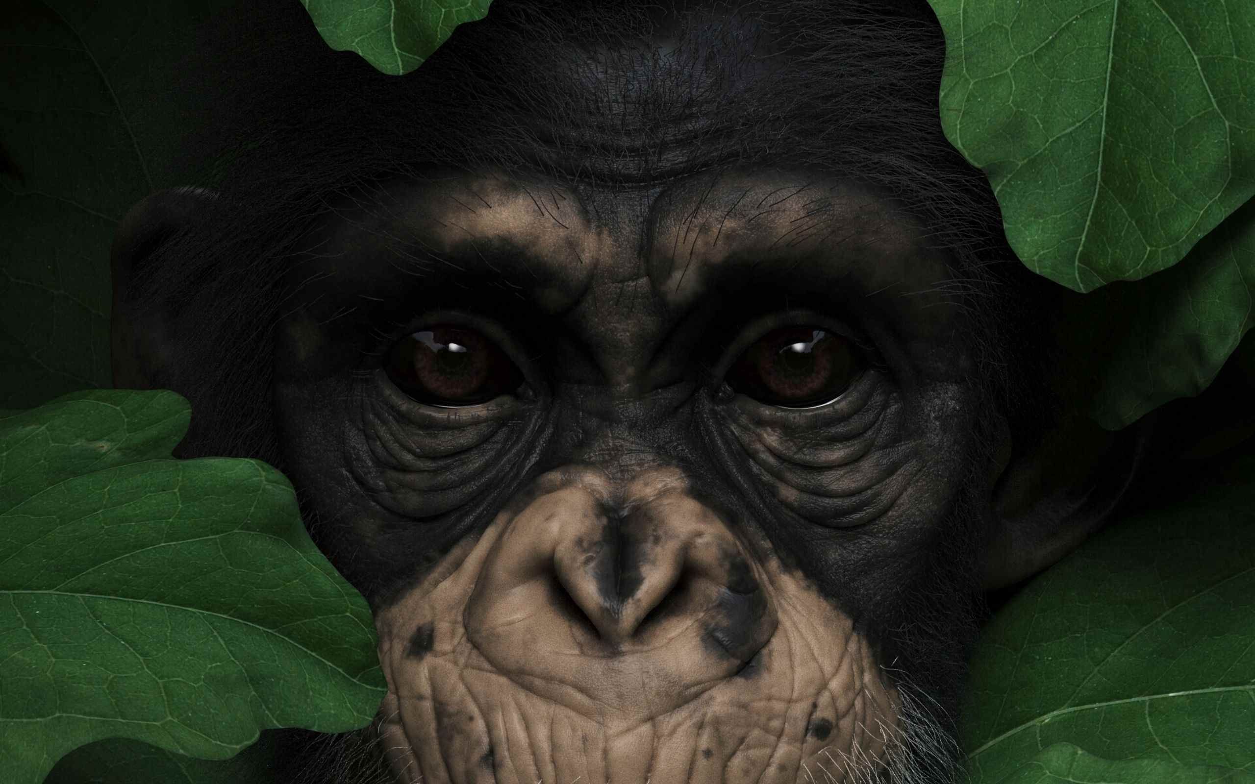 Глаза шимпанзе