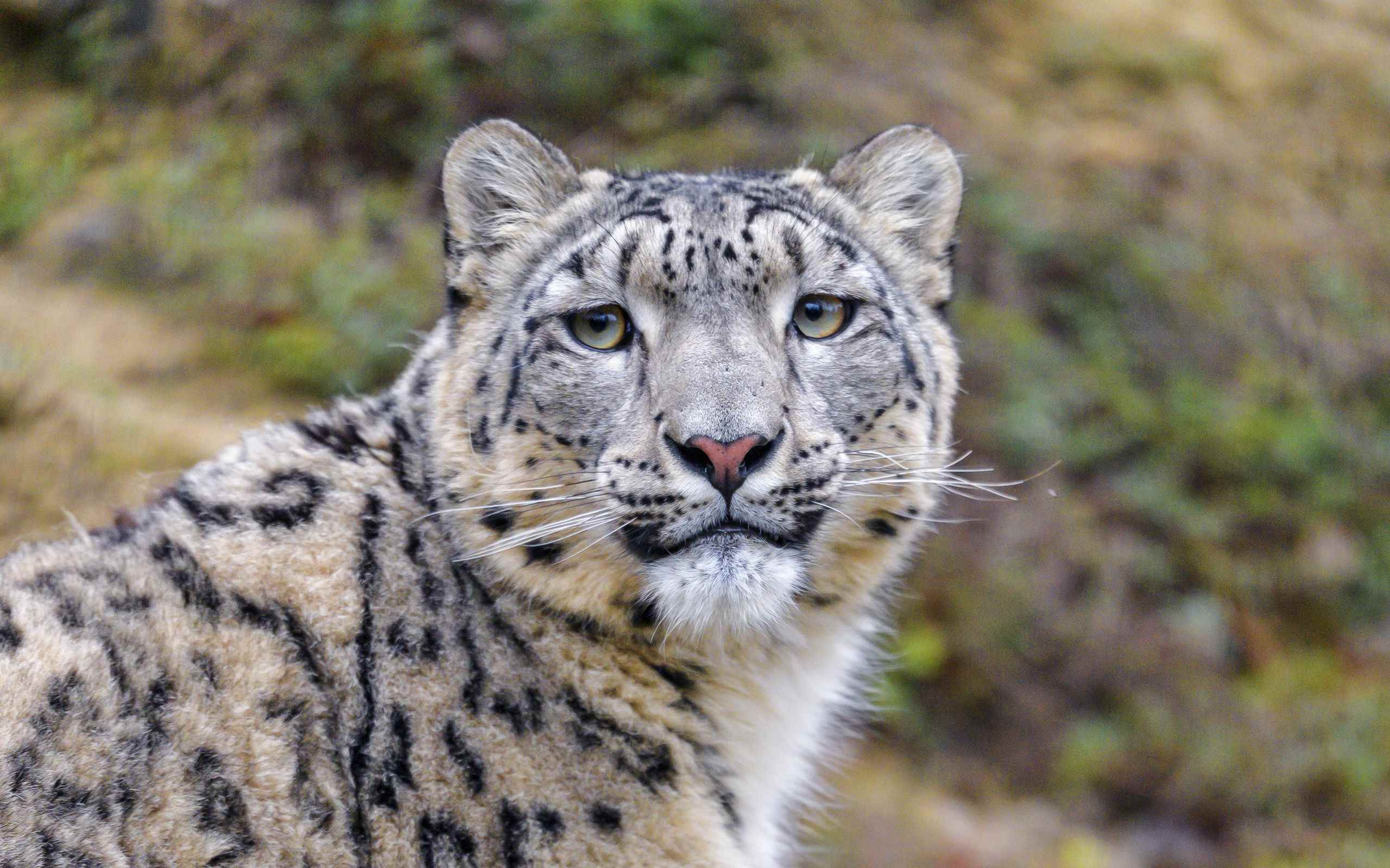 хищный зверь 8 букв. южноафриканский мангуст. фосса эндемик. ягуар морда оскал. яванский леопард.