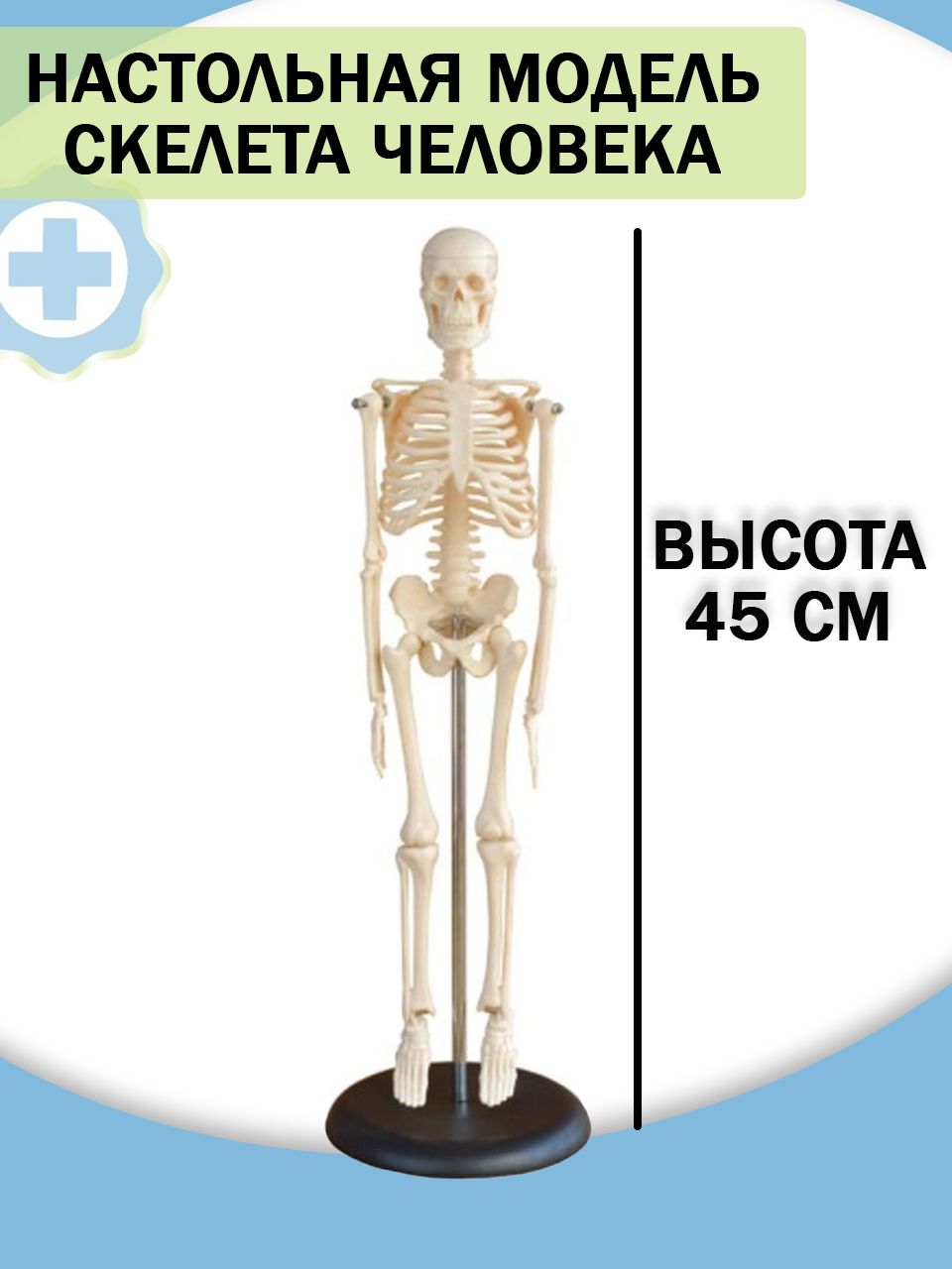 Модель Скелета Человека Купить