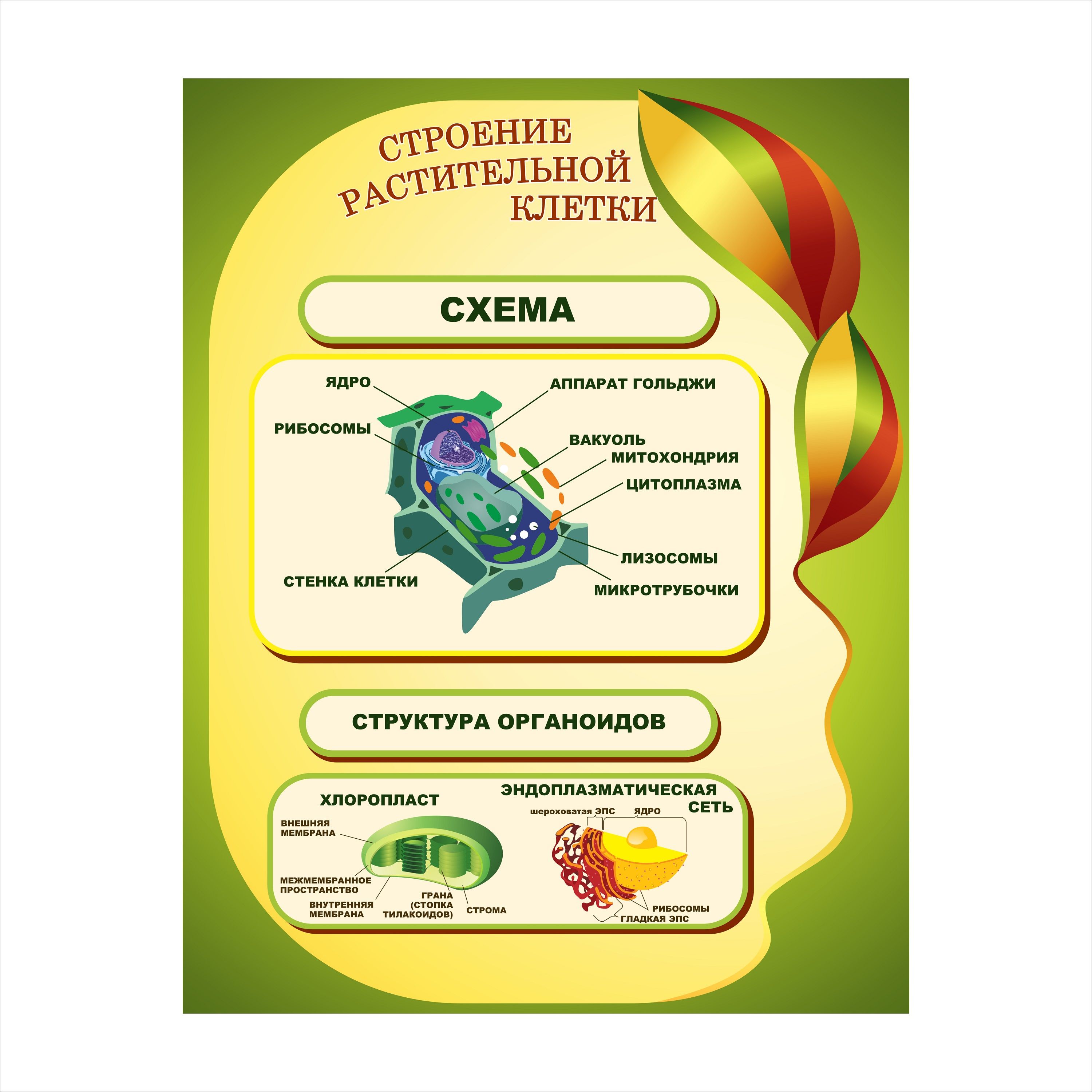 Плакаты для Кабинета Биологии – купить в интернет-магазине OZON по ...