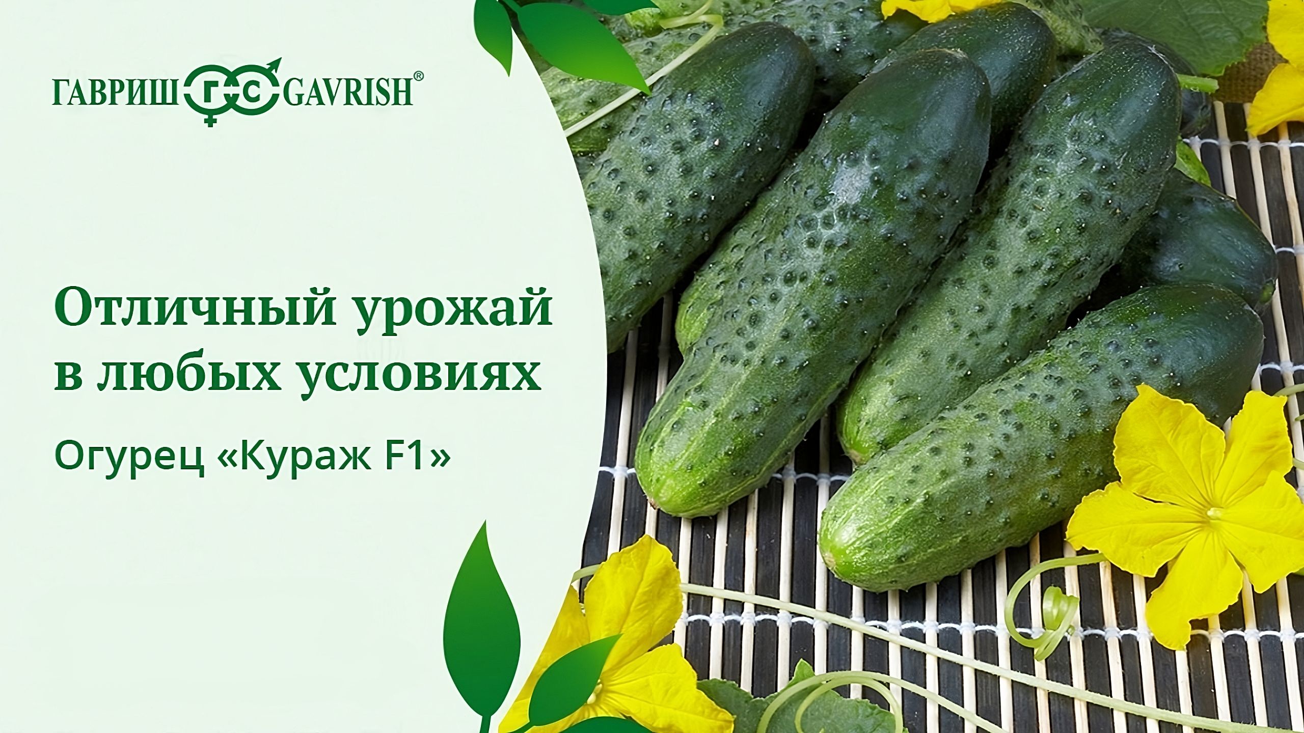 Кураж Огурцы Купить Семена