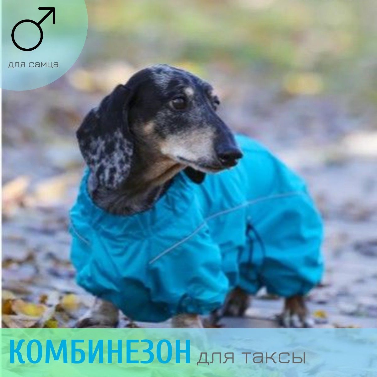 Синяя такса