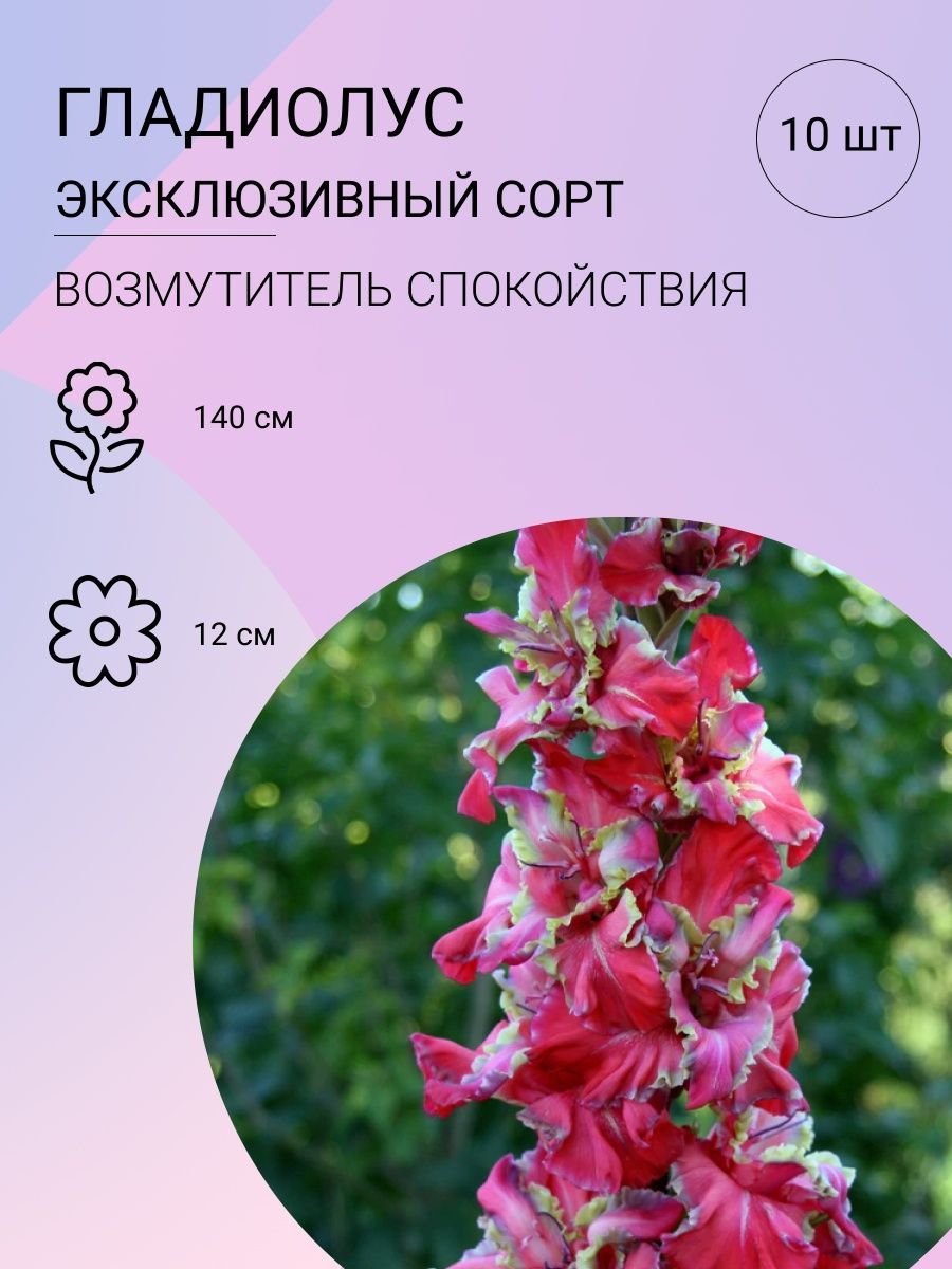 Гладиолусы Купить Луковицы Интернет Магазин