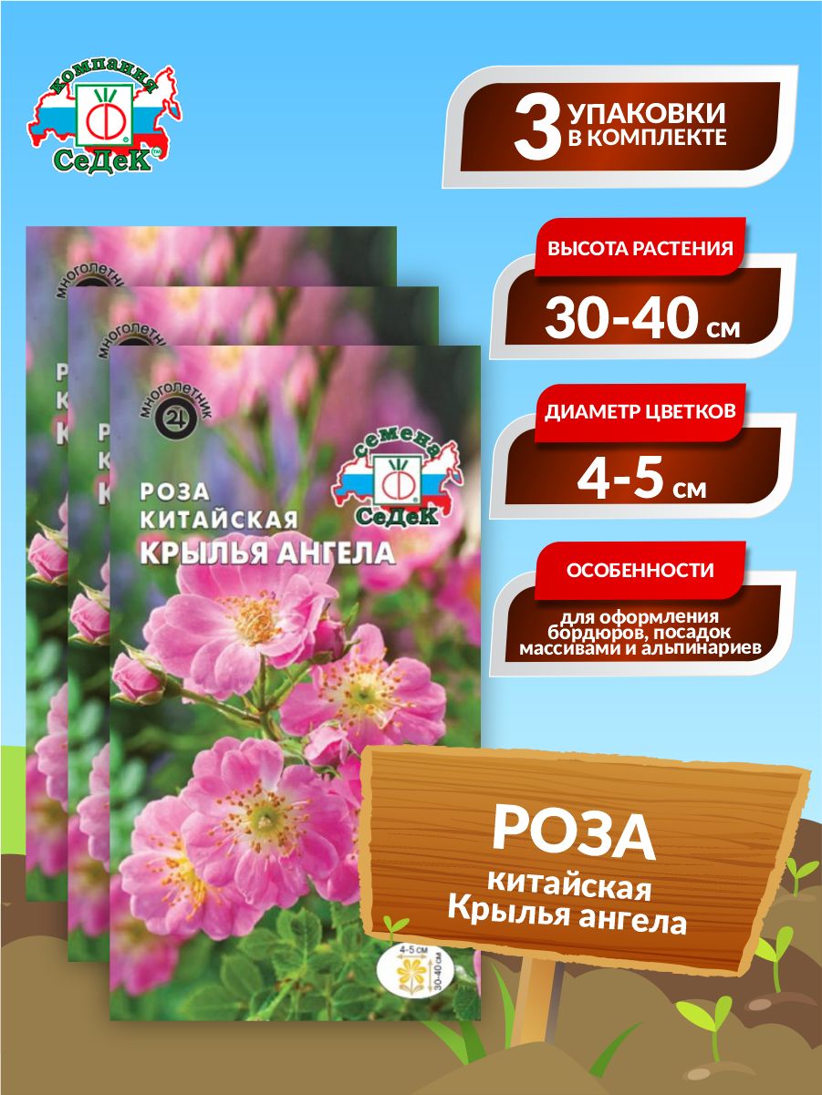 Роза Китайская Крылья Ангела Многолетняя Фото