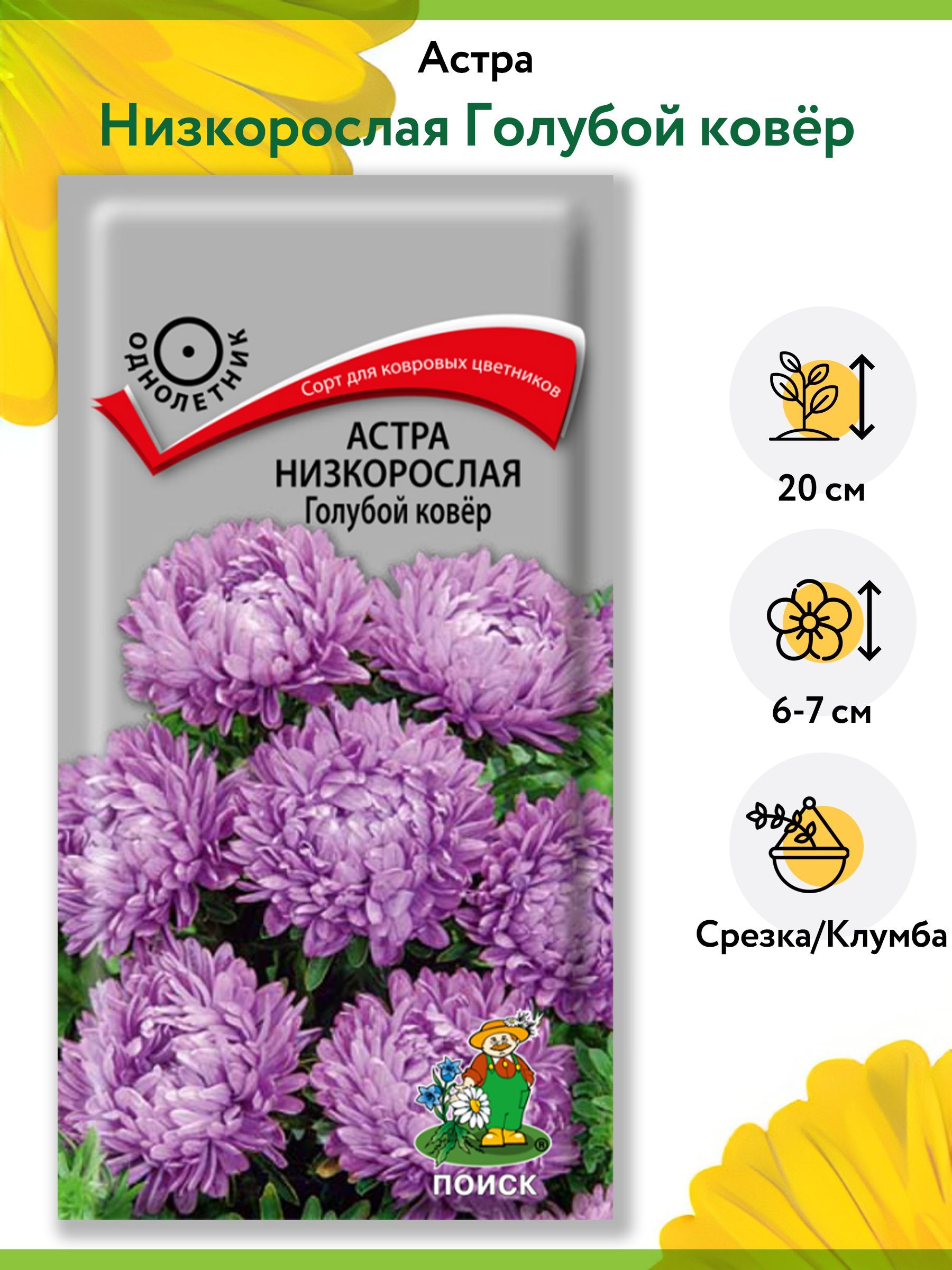 Астры однолетние ПОИСК Агрохолдинг астра цветы однолетние Поиск. - купить  по выгодным ценам в интернет-магазине OZON (876307505)